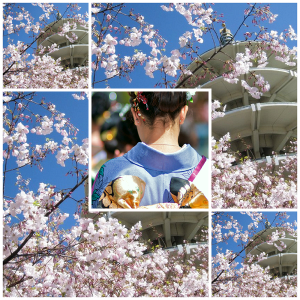 cherry Blossom festival