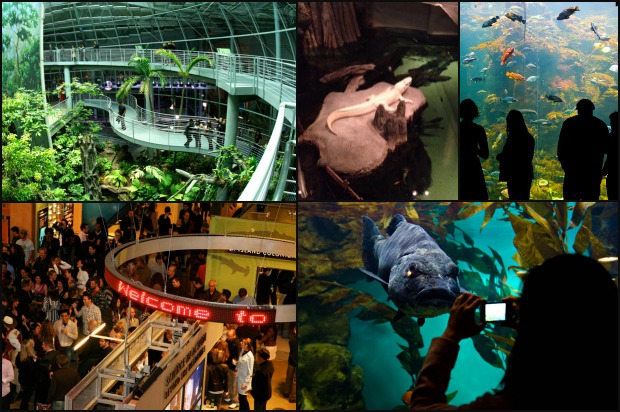 California Academy of Sciences Nightlife